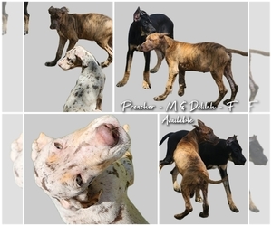 Great Dane Puppy for Sale in INDEPENDENCE, Missouri USA