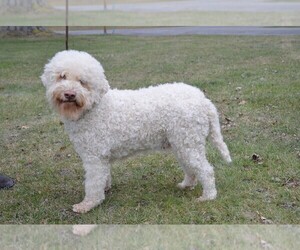 Lagotto Romagnolo Puppy for sale in BIRD IN HAND, PA, USA