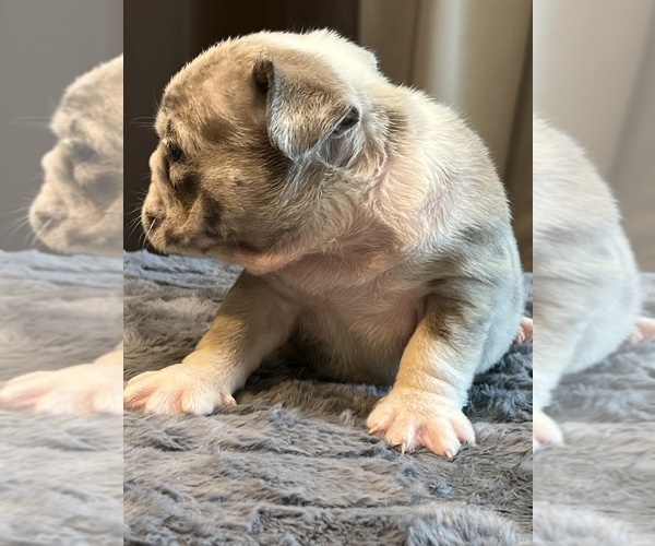 Medium Photo #5 English Bulldog Puppy For Sale in LANCASTER, CA, USA