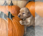 Small Photo #1 Golden Retriever Puppy For Sale in SENECA, SC, USA