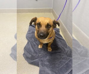 Dachshund-Unknown Mix Dogs for adoption in Las Vegas, NV, USA
