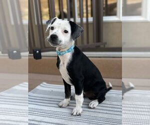 Mutt Dogs for adoption in Sandy, UT, USA