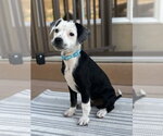 Small Mutt