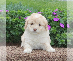 Poodle (Miniature)-Sheepadoodle Mix Puppy for sale in STRASBURG, PA, USA