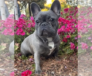 Mother of the French Bulldog puppies born on 06/28/2022