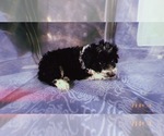 Small Photo #13 Aussiedoodle Miniature  Puppy For Sale in DURHAM, CT, USA