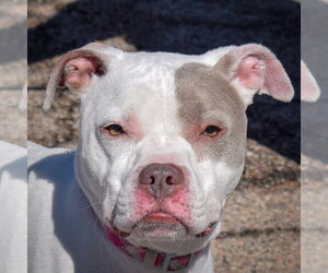 Iris - Female American Bulldog-American Staffordshire Terrier Mix Dog for Adoption