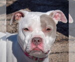 Iris - Female American Bulldog-American Staffordshire Terrier Mix Dog for Adoption - Small photo