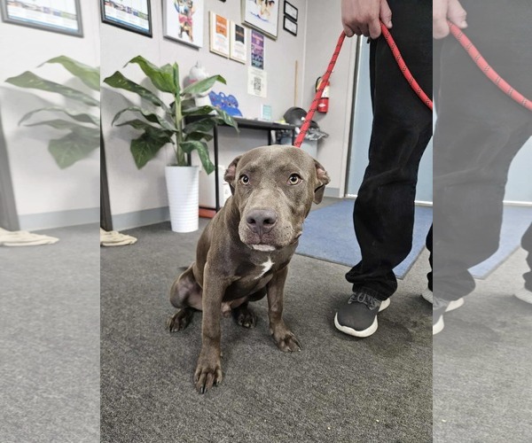Medium Photo #1 American Pit Bull Terrier-Unknown Mix Puppy For Sale in El Centro, CA, USA
