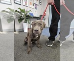 Small American Pit Bull Terrier Mix