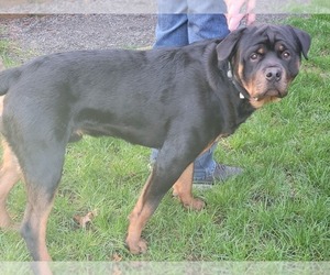 Father of the Rottweiler puppies born on 05/10/2022