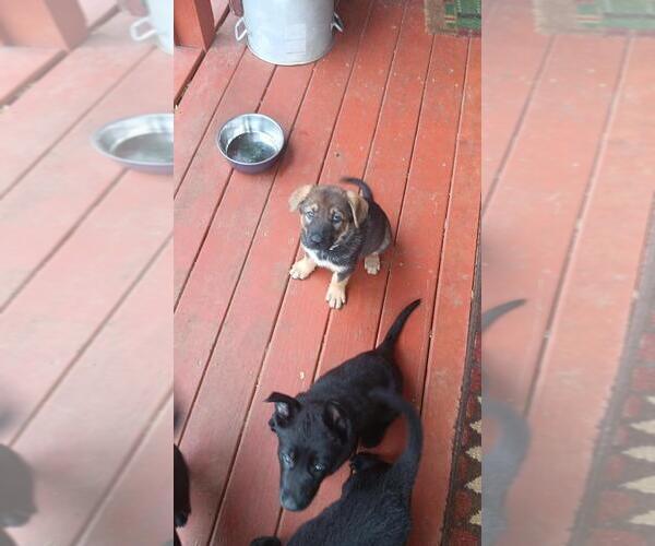 Medium Photo #1 German Shepherd Dog Puppy For Sale in HILLSVILLE, VA, USA
