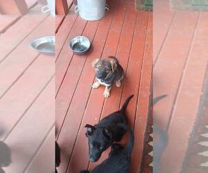 German Shepherd Dog Puppy for sale in HILLSVILLE, VA, USA