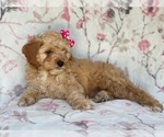 Small Photo #8 Cocker Spaniel-Poodle (Miniature) Mix Puppy For Sale in LAKELAND, FL, USA