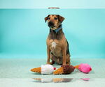 Small #8 Beagle Mix