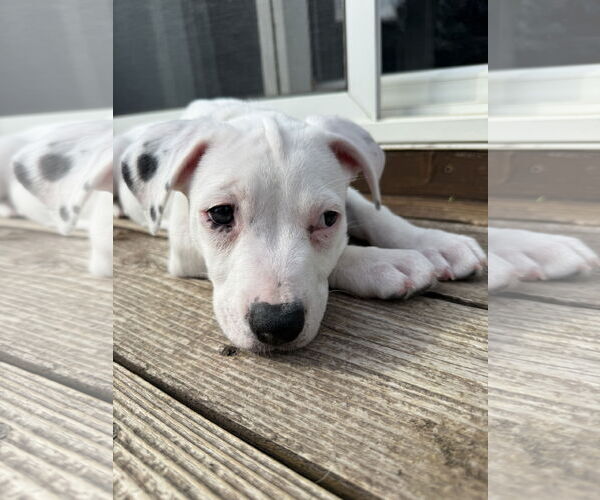 Medium Photo #3 American Pit Bull Terrier Puppy For Sale in St. Louis Park, MN, USA
