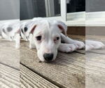Small #2 American Pit Bull Terrier
