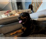 Small #2 Rottweiler