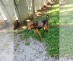 Small #3 Doberman Pinscher-German Shepherd Dog Mix