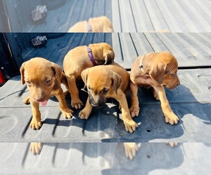 Rhodesian Ridgeback Puppy for sale in HENDERSON, TX, USA