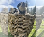 Small Photo #8 Alaskan Malamute Puppy For Sale in ARLINGTON, WA, USA