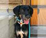 Small #2 Mutt