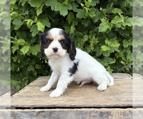 Medium Photo #3 Cavalier King Charles Spaniel Puppy For Sale in MIDDLEBURY, IN, USA