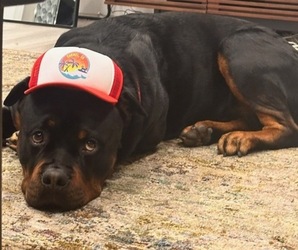 Father of the Rottweiler puppies born on 05/20/2025