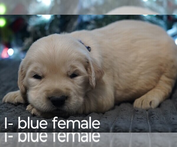 Full screen Photo #9 Golden Retriever Puppy For Sale in BRYANT, AL, USA
