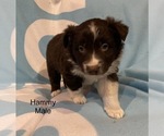 Small Photo #21 Australian Shepherd Puppy For Sale in EXETER, MO, USA