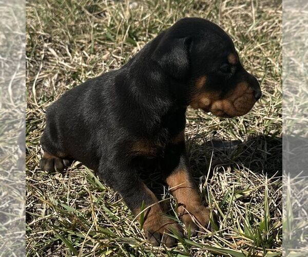 Medium Photo #2 Doberman Pinscher Puppy For Sale in MARYSVILLE, IN, USA