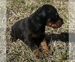 Small #1 Doberman Pinscher