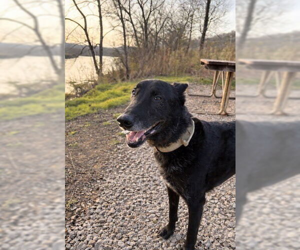 Medium Photo #6 Mutt Puppy For Sale in Imlay City, MI, USA