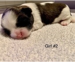 Small Photo #9 Shih Tzu Puppy For Sale in LONGWOOD, FL, USA