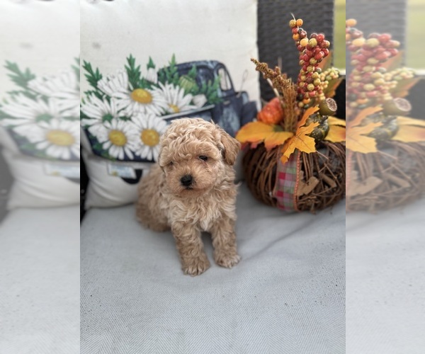 Medium Photo #12 Poodle (Toy) Puppy For Sale in LIVE OAK, FL, USA