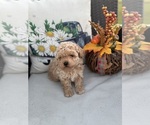 Small #11 Poodle (Toy)