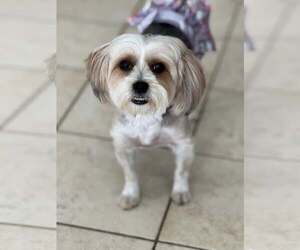 Mutt Dogs for adoption in Greenville, SC, USA
