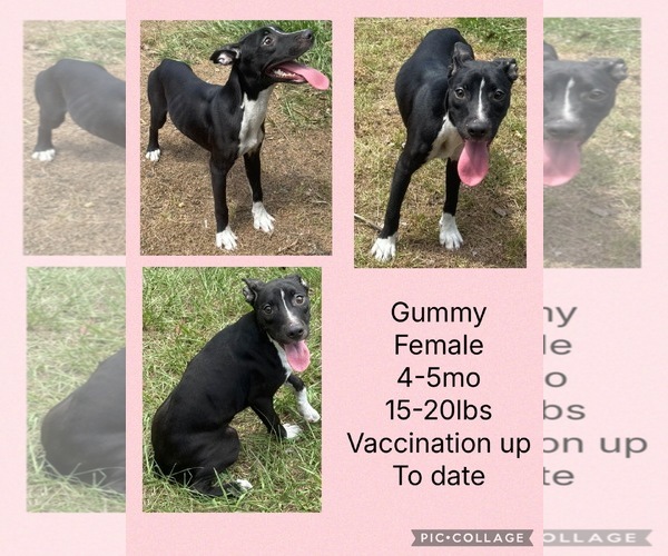 Medium Photo #1 Dalmatian-Whippet Mix Puppy For Sale in Virginia Beach, VA, USA
