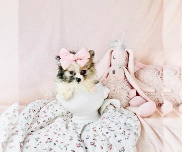 Medium Photo #11 Pomeranian Puppy For Sale in PEMBROKE PINES, FL, USA