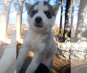Siberian Husky Puppy for sale in FLORENCE, SC, USA