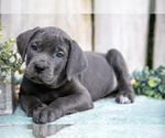 Puppy Reese Cane Corso
