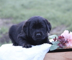 Small #10 Labrador Retriever