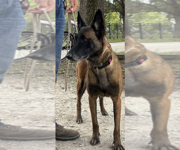 Medium Photo #4 Mutt Puppy For Sale in Imlay City, MI, USA