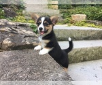 Small Photo #1 Pembroke Welsh Corgi Puppy For Sale in ARNOLD, MO, USA