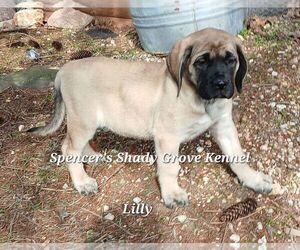 Mastiff Puppy for sale in CABOOL, MO, USA
