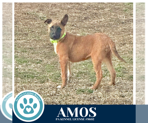 Medium Photo #6 Mutt Puppy For Sale in Kimberton, PA, USA