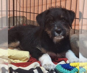 Border Terrier-Unknown Mix Dogs for adoption in House Springs, MO, USA