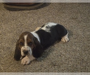 Basset Hound Puppy for sale in TOPPENISH, WA, USA