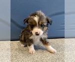 Puppy 3 Aussiedoodle-Miniature Australian Shepherd Mix
