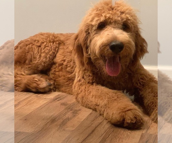 Medium Photo #1 Goldendoodle Puppy For Sale in FREDERICKTOWN, MO, USA